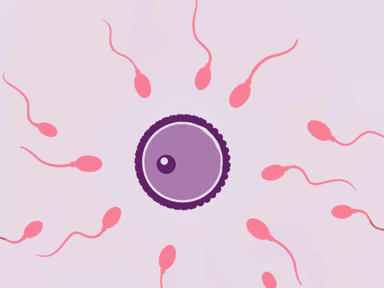 Das Spermium und die Spermienqualität können verbessert werden durch gesunde Ernährung bestehend aus Obst und Gemüse.
